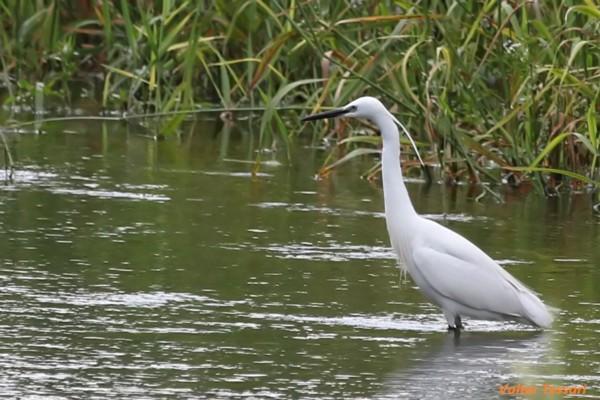 Egretta garzetta